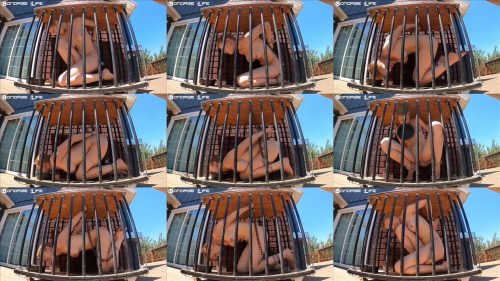 Greyhound still finds method to balance into cage - Bondage Life – Cage Time (Nature Edition) – Rachel Greyhound