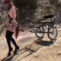 Outside Bondage– Pony Cart Walk - Greyhound gets secured to a pony cart