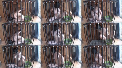 Handcuffs Bondage – Cage Time For Greyhound – Rachel Greyhound